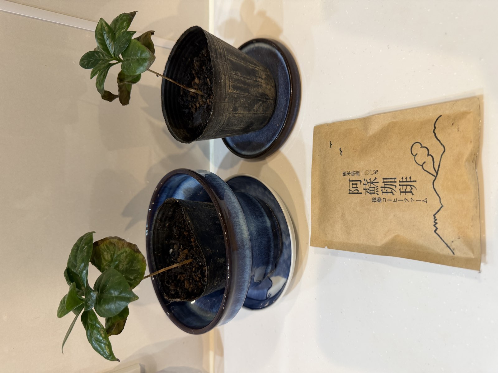 コーヒーの木2鉢とパッケージ