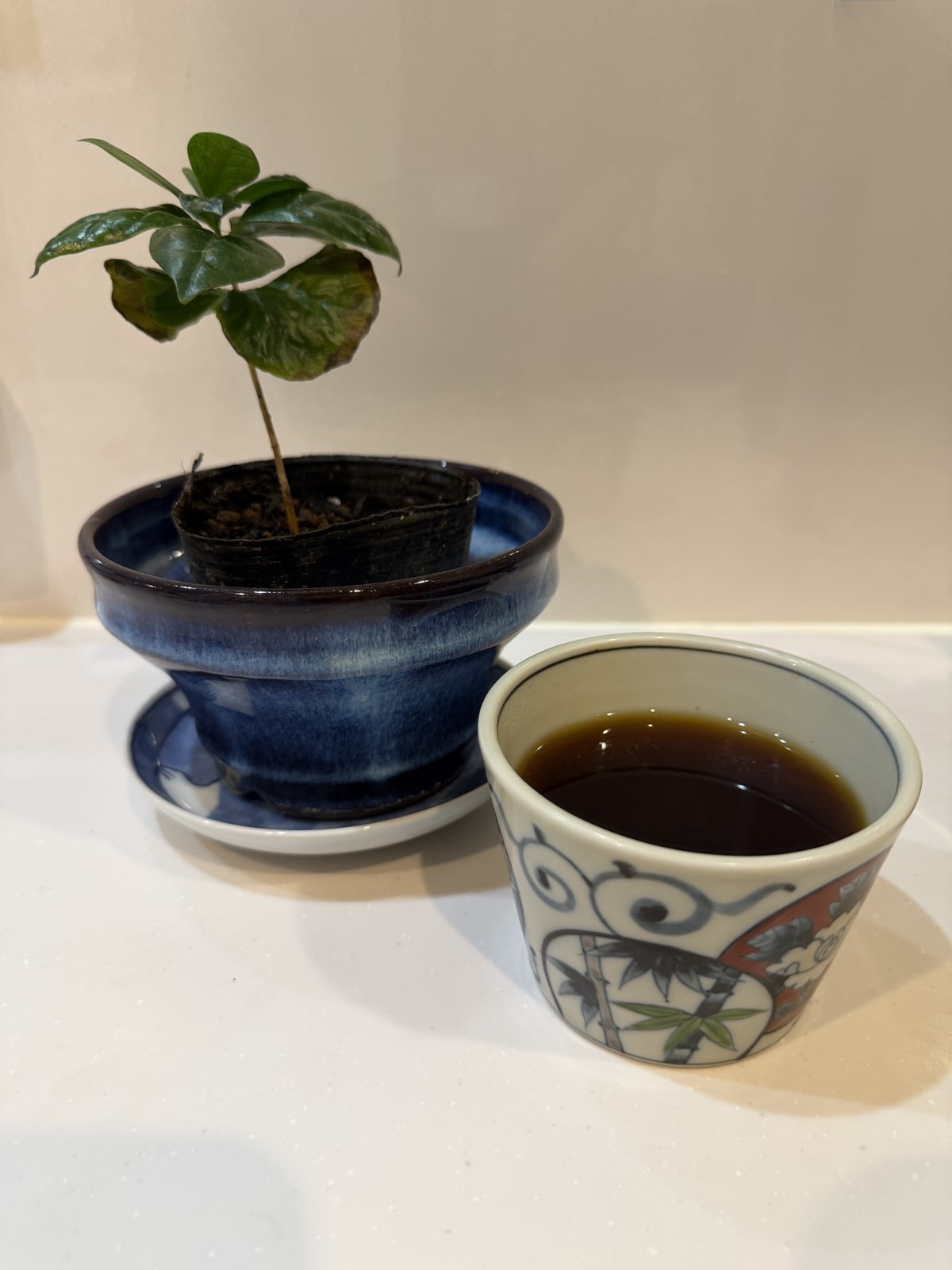 阿蘇珈琲を自宅で飲んでみた｜井手商店で購入した100%国産コーヒーの感想