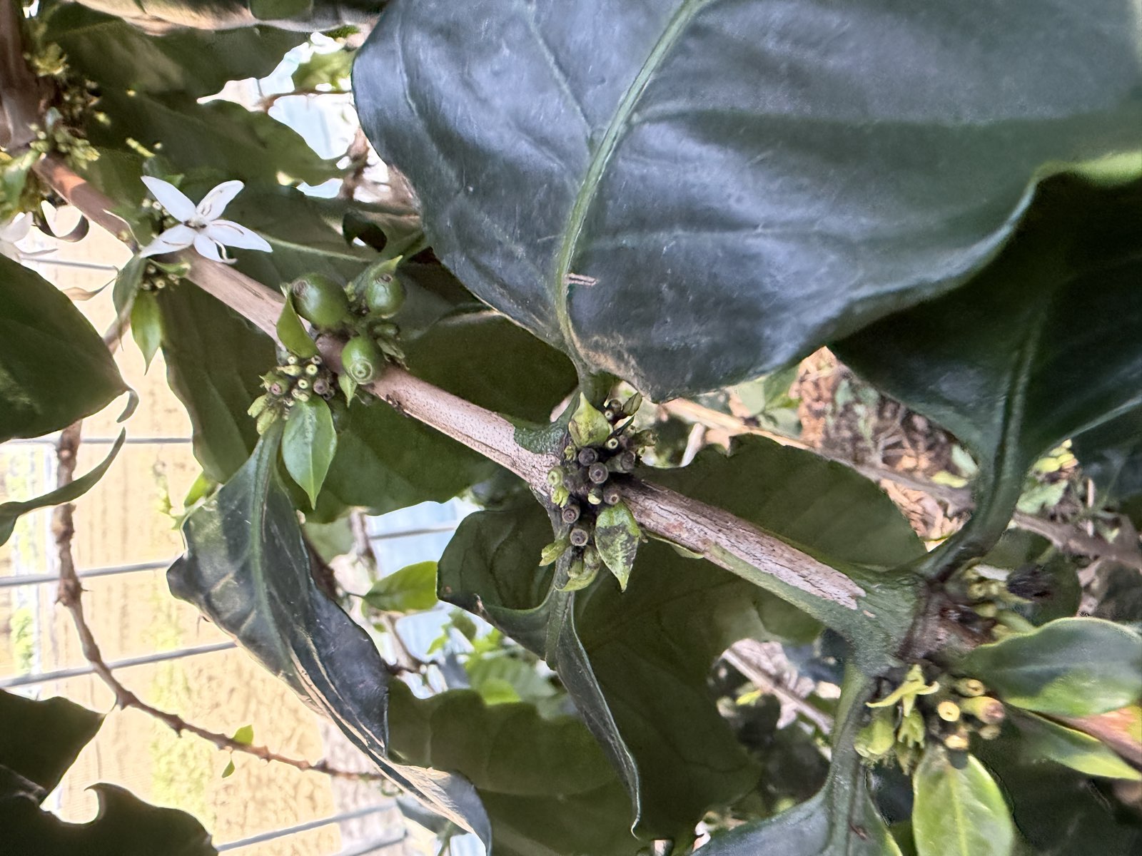 花と緑の実が同じ枝に共存している様子