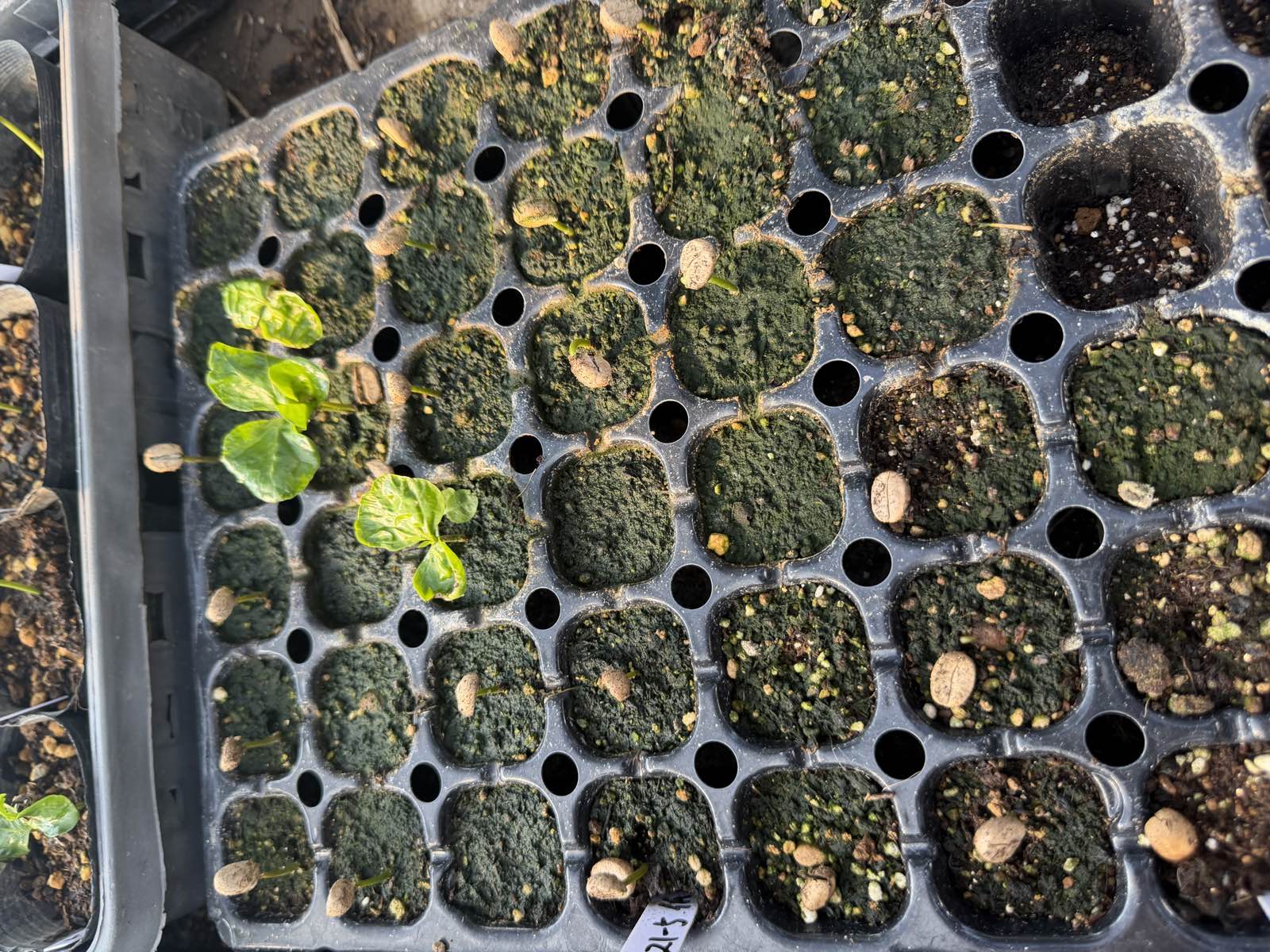 育苗トレイ・発芽40日ごろの様子
