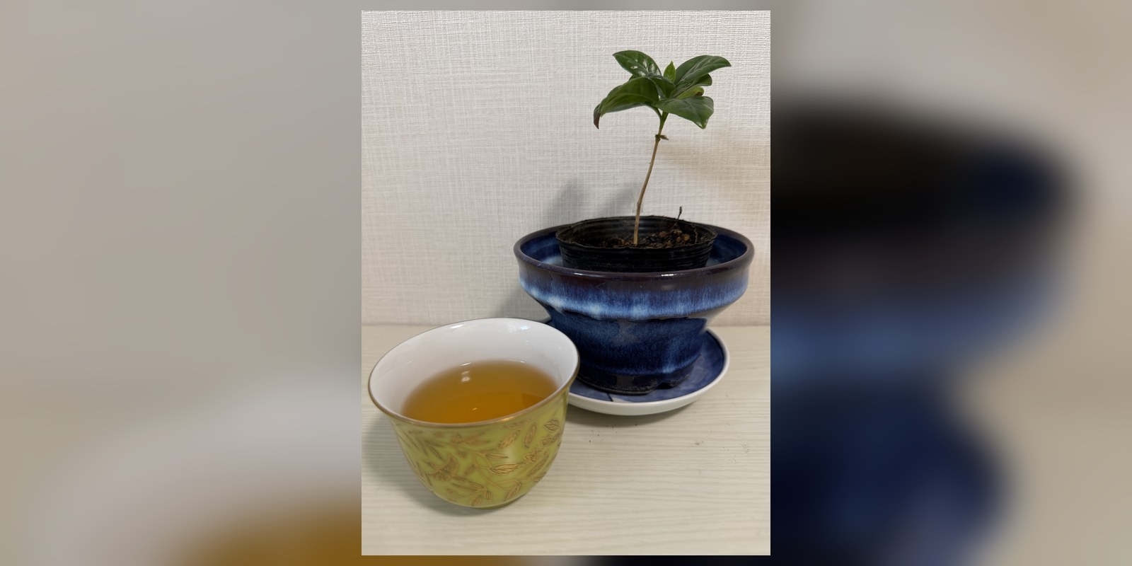 コーヒーリーフティーは青臭い？妻に「うっ」と言われた脇芽茶の改善記録