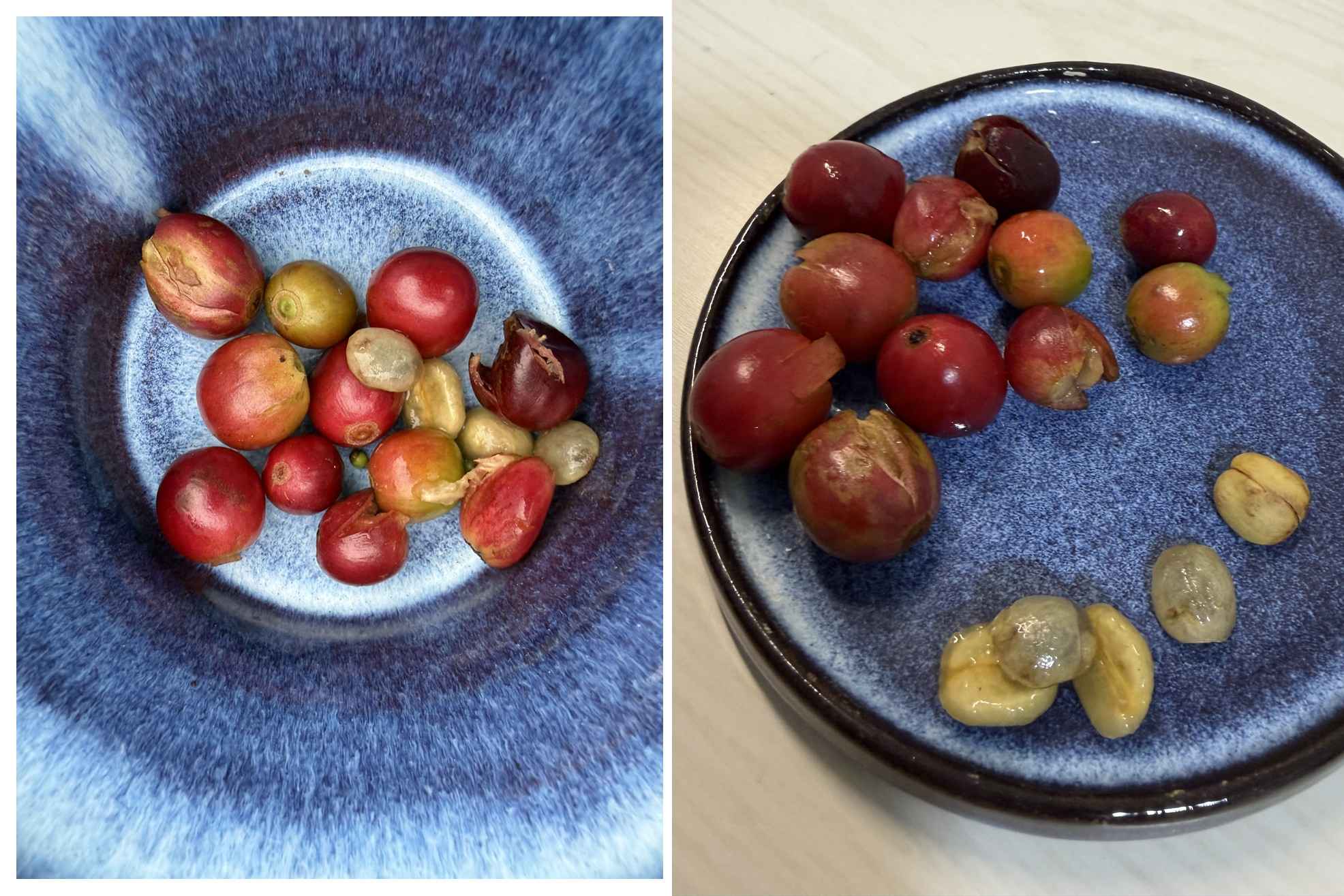 コーヒーの種を植えてみた｜オーナーの木から採れた種で種まきに挑戦
