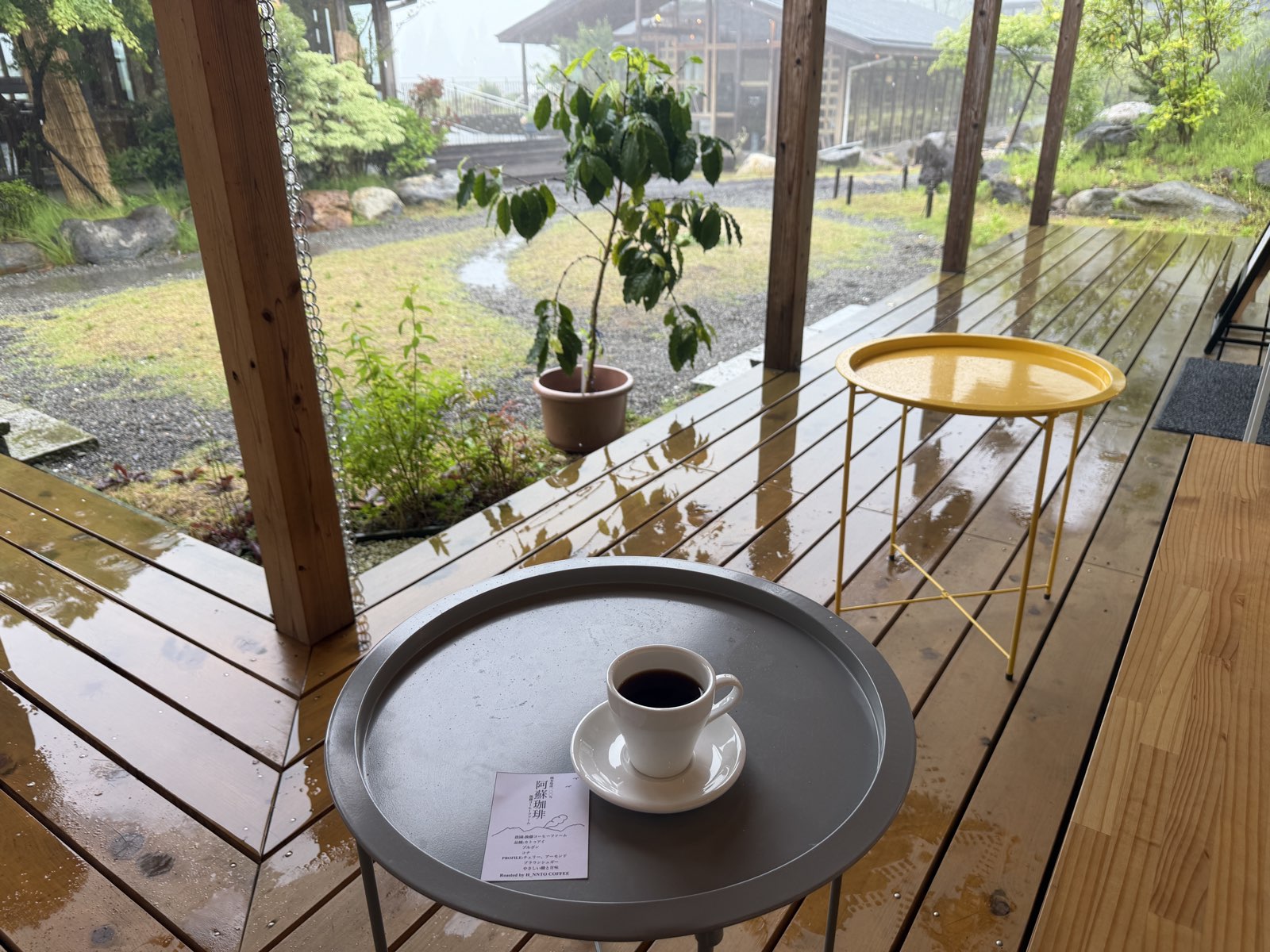阿蘇珈琲のカップとコーヒーの木