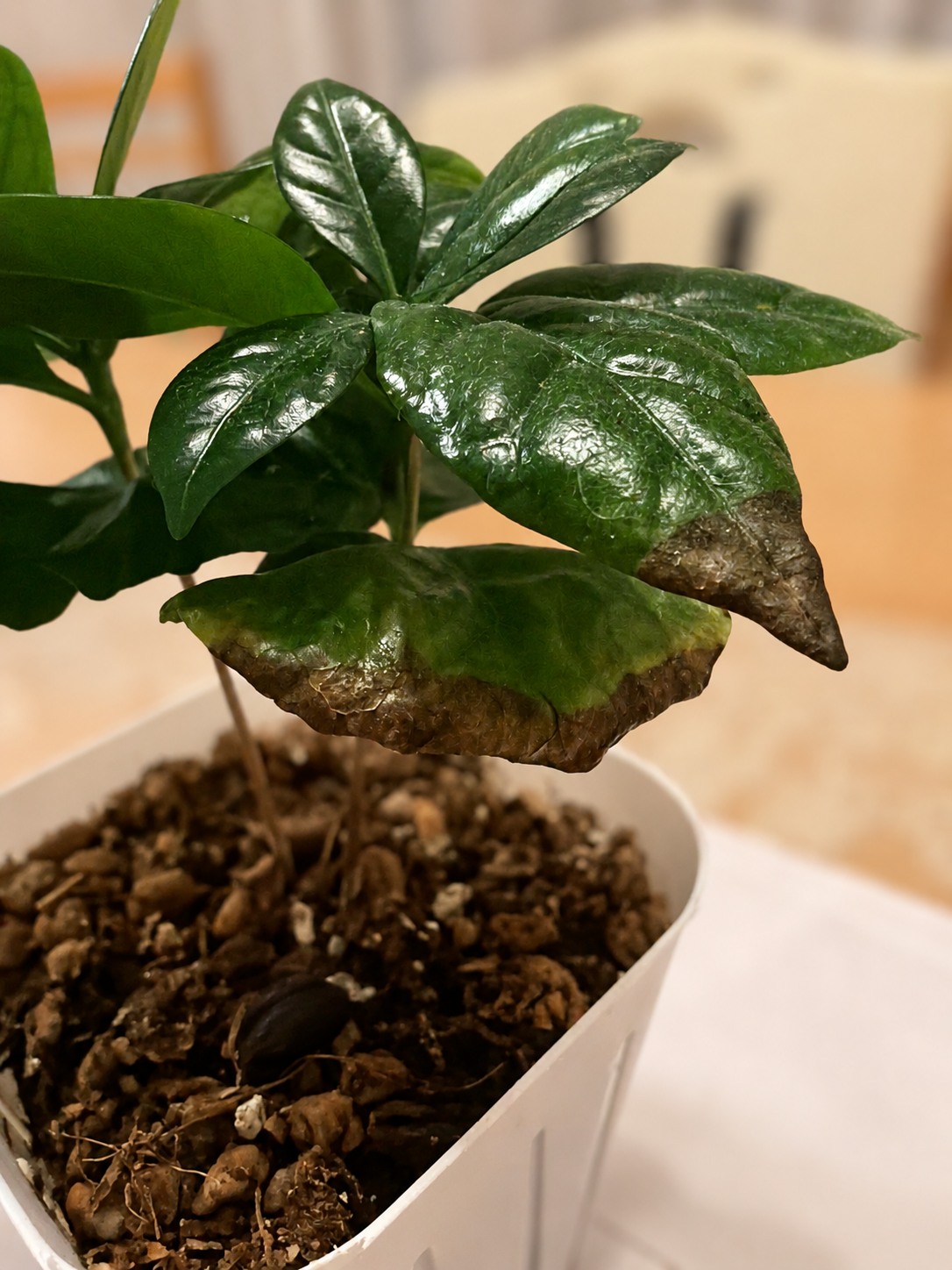 自宅コーヒーの木・ポリポットでの植え替え記録