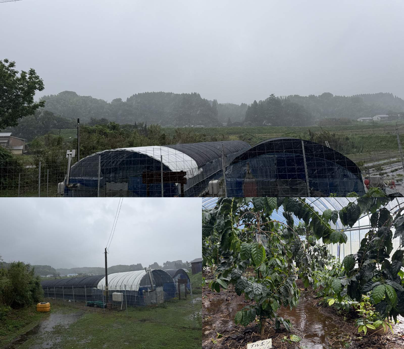 雨のハウス・水たまり・霞む山