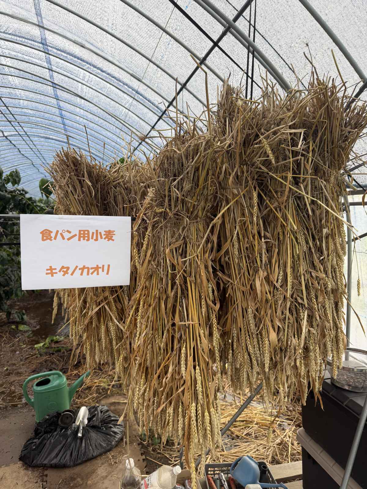 食パン用小麦 キタノカオリ